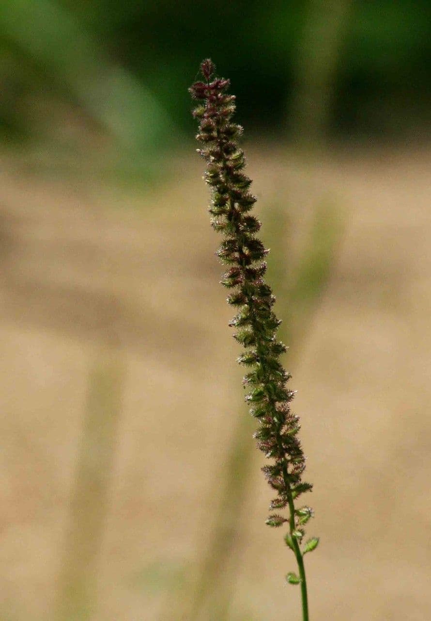 Tragus berteronianus 8