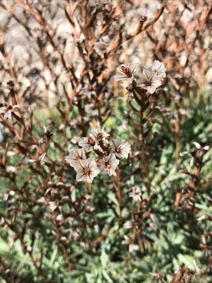 Acantholimon 3