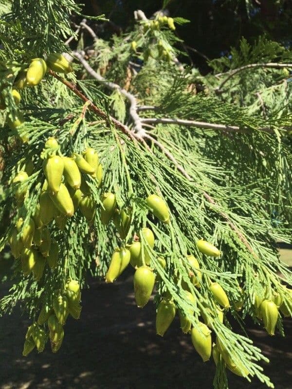 Thuja 2