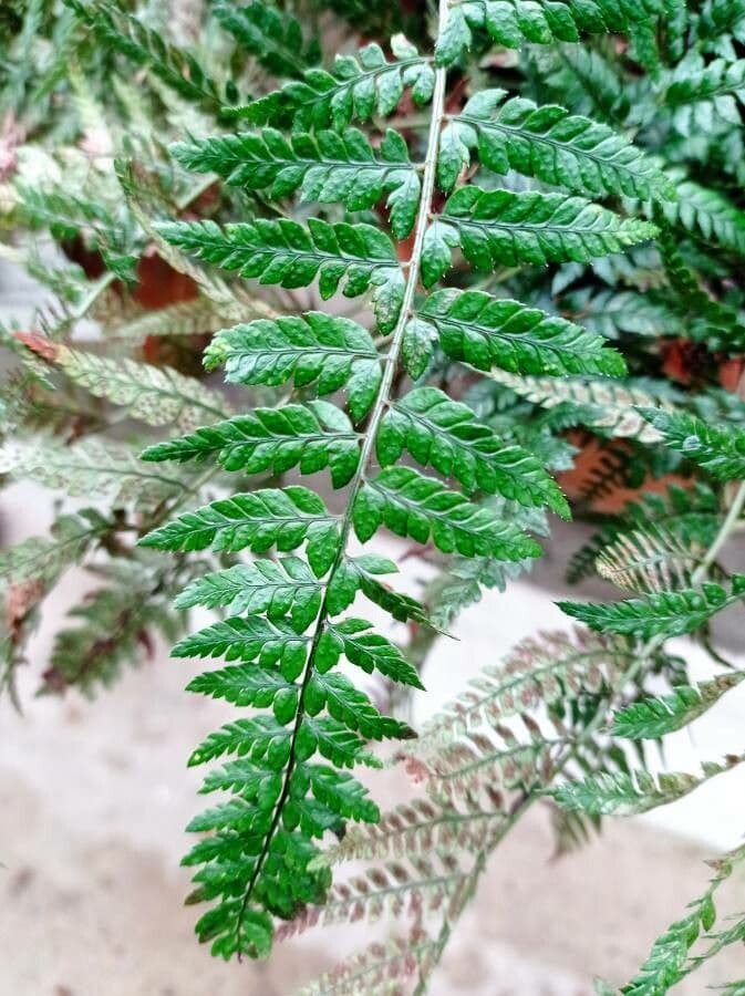 Ostindische Stechpalmenfarn