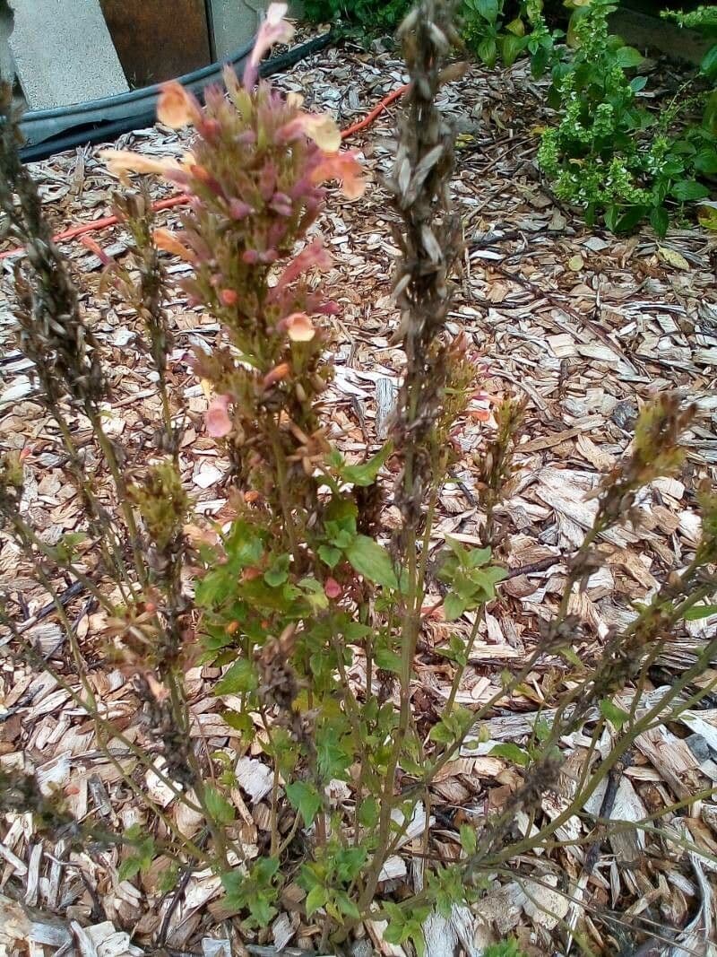 Castilleja Affinis 6