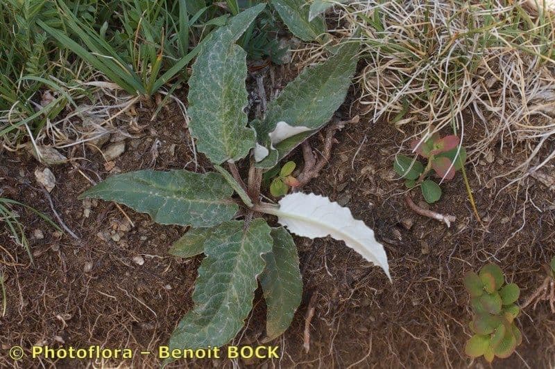 Saussurea discolor 10