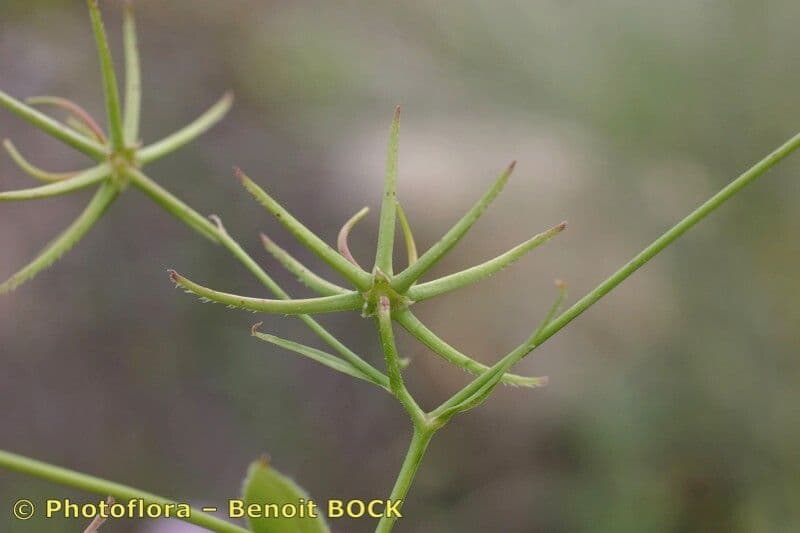 Stern-Habichtskraut 23