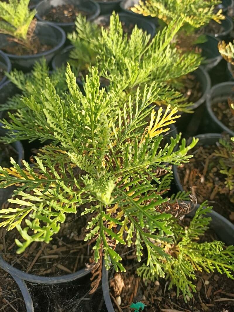 Gonospermum 9