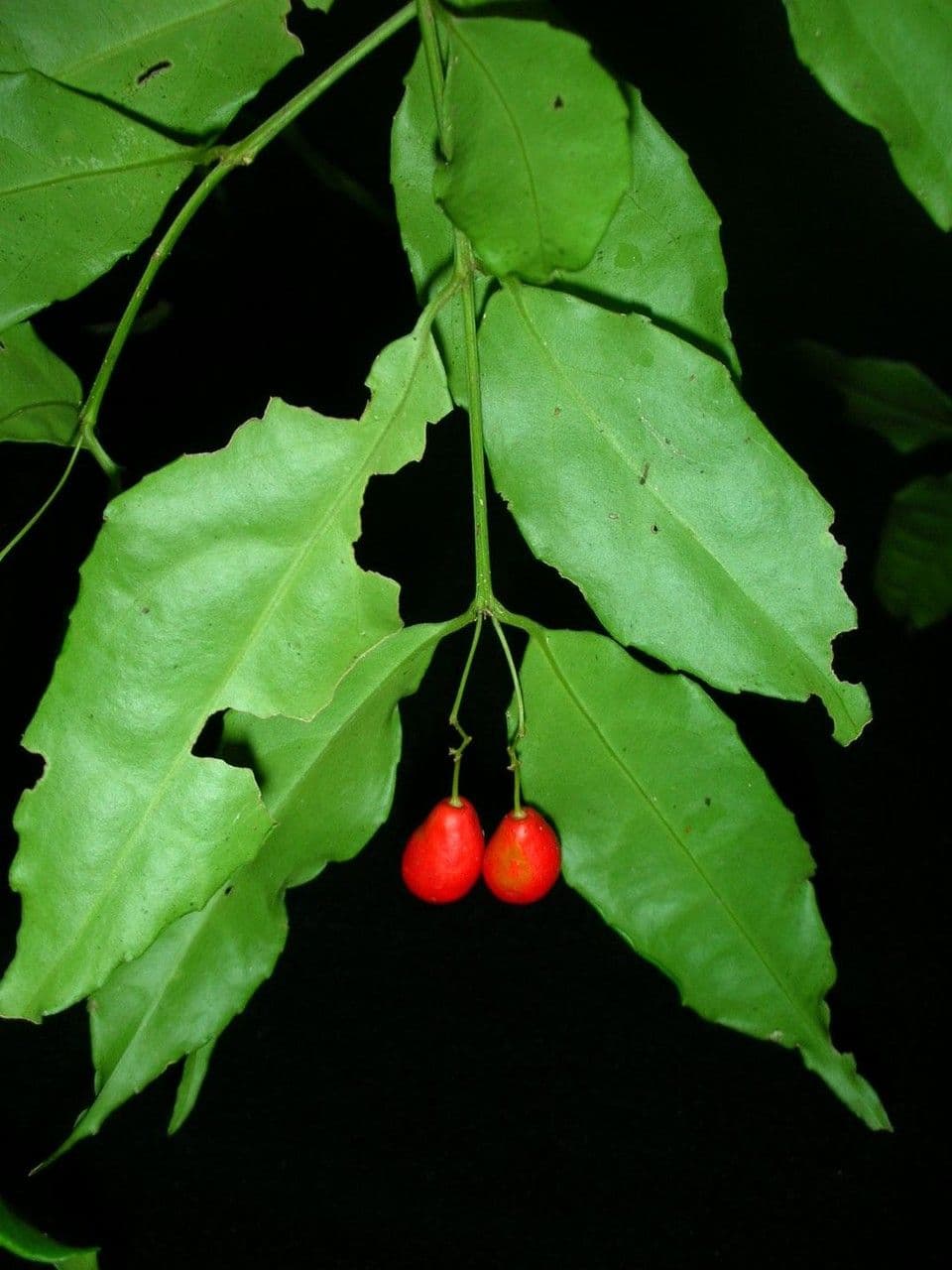 Crossopetalum 13