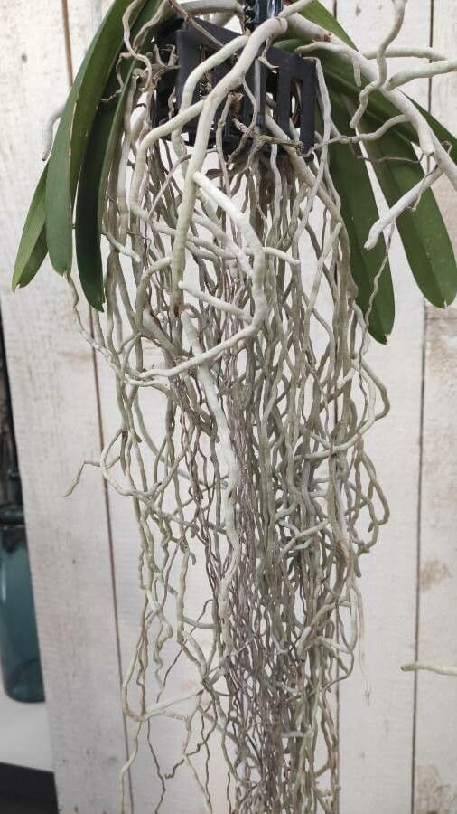 Vanda 16
