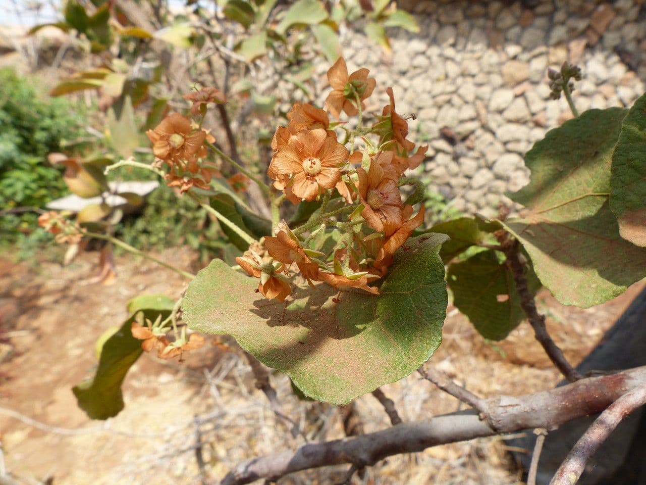 Rundblättrige Dombeya 11