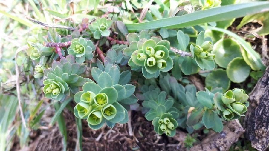 Euphorbia 18