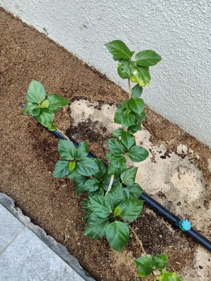 Hibiscus cispadanus 12