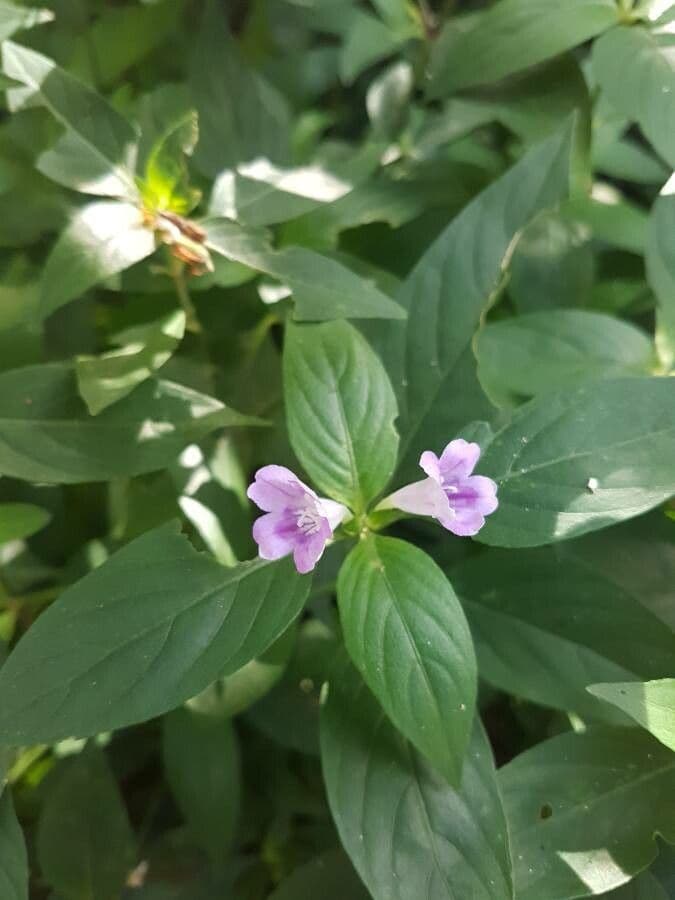 Ruellia bahiense 2