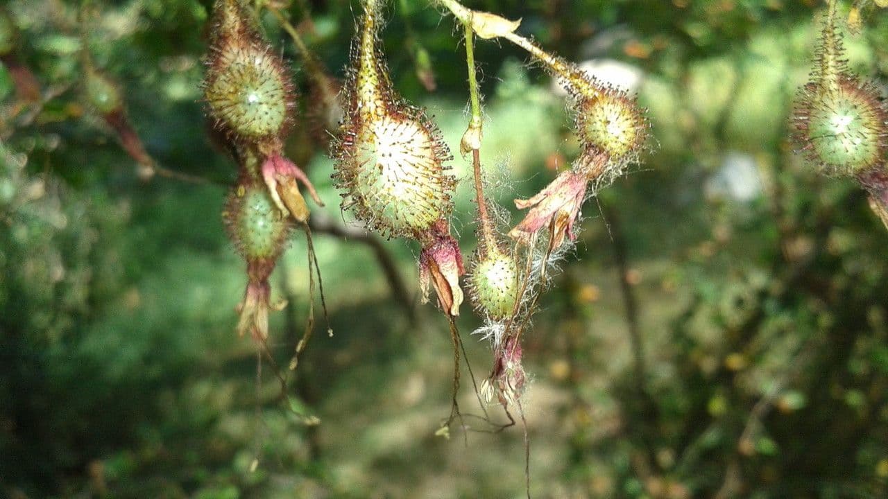 Fuchsiöse johannisbeere 2
