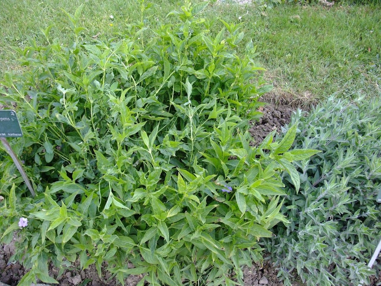 Ruellia geminiflora 6
