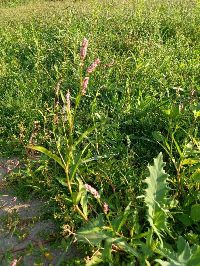 Poligono persicaria 13
