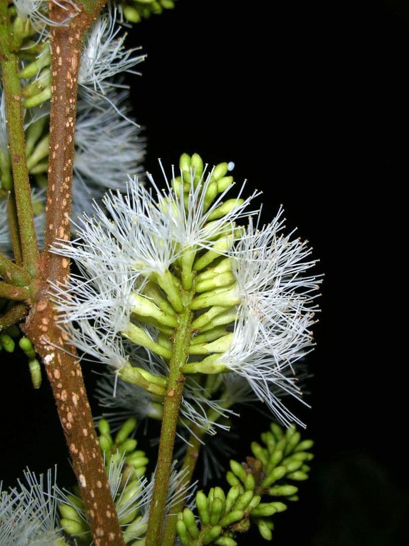 Inga