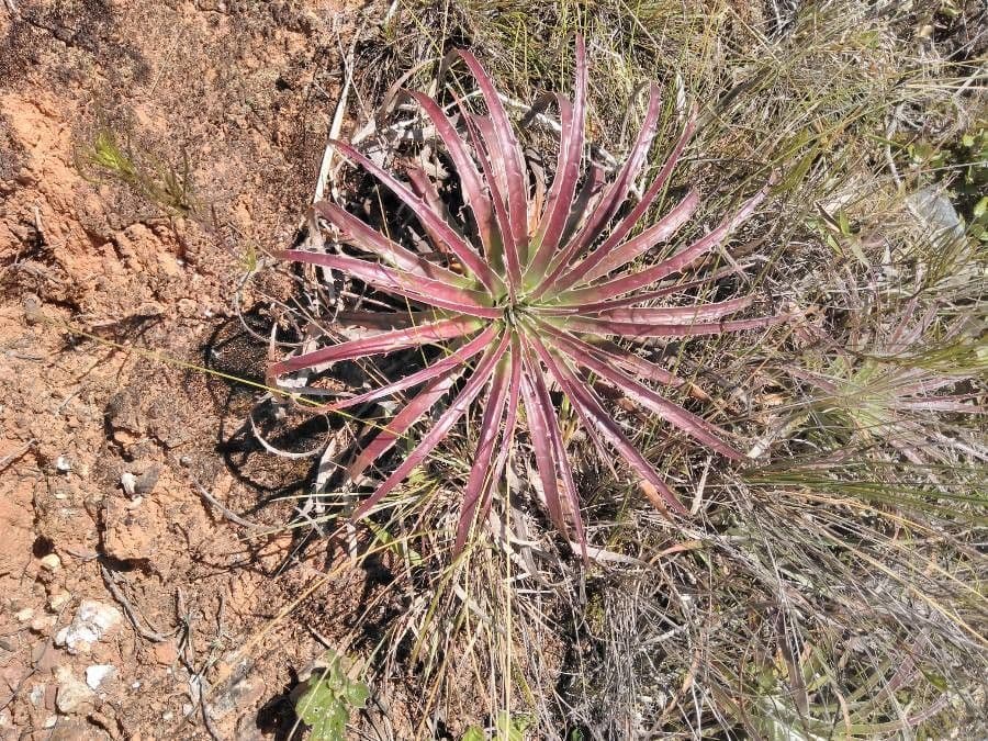 Hechtia 10