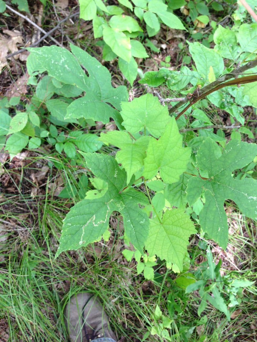 Vitis aestivalis 12