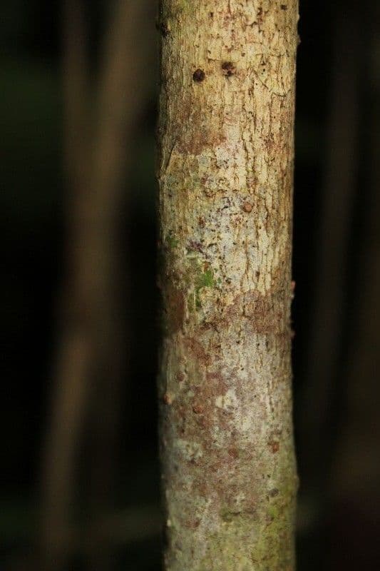 Badula 19