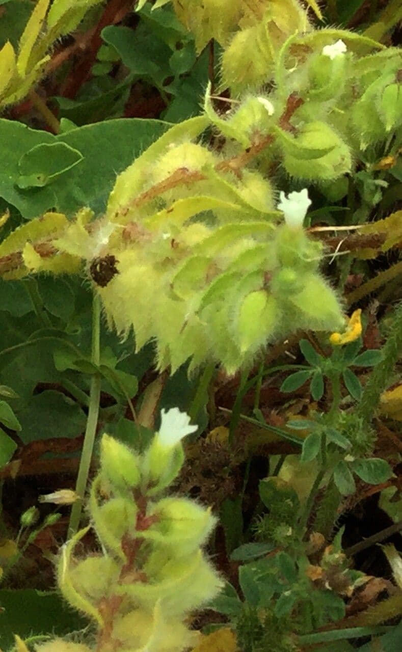 Nonea pulla 4