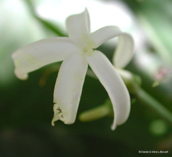 Ochrosia 2