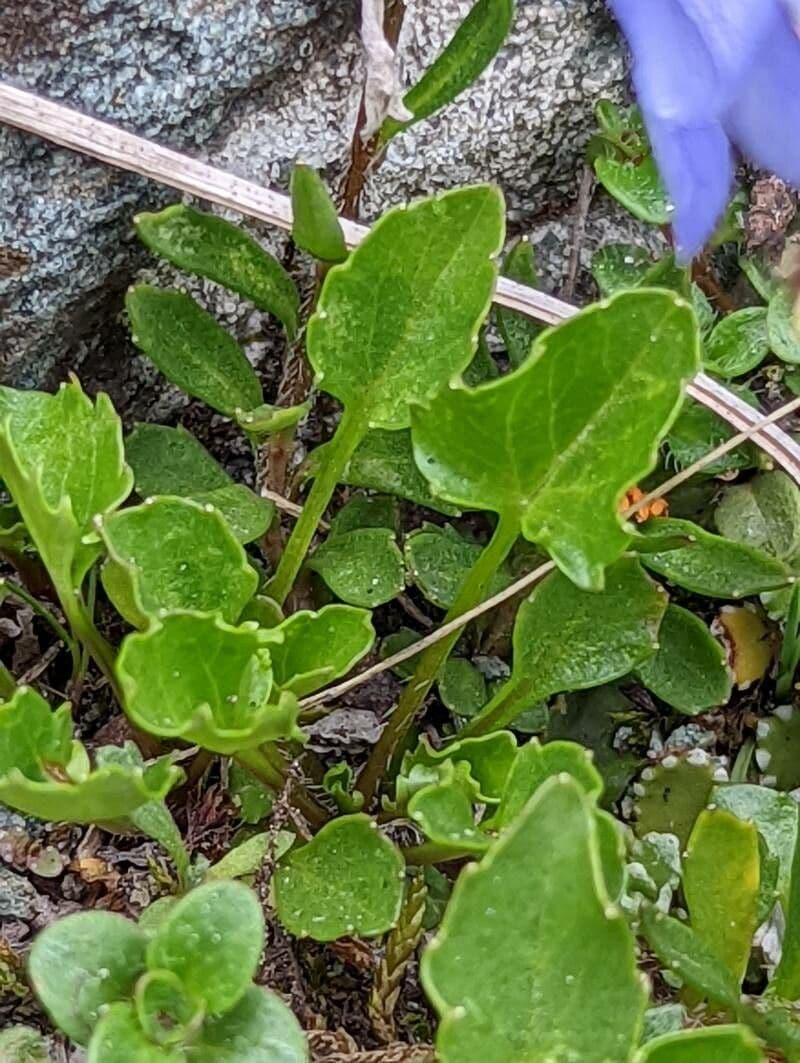 Zwerg-Glockenblume 18