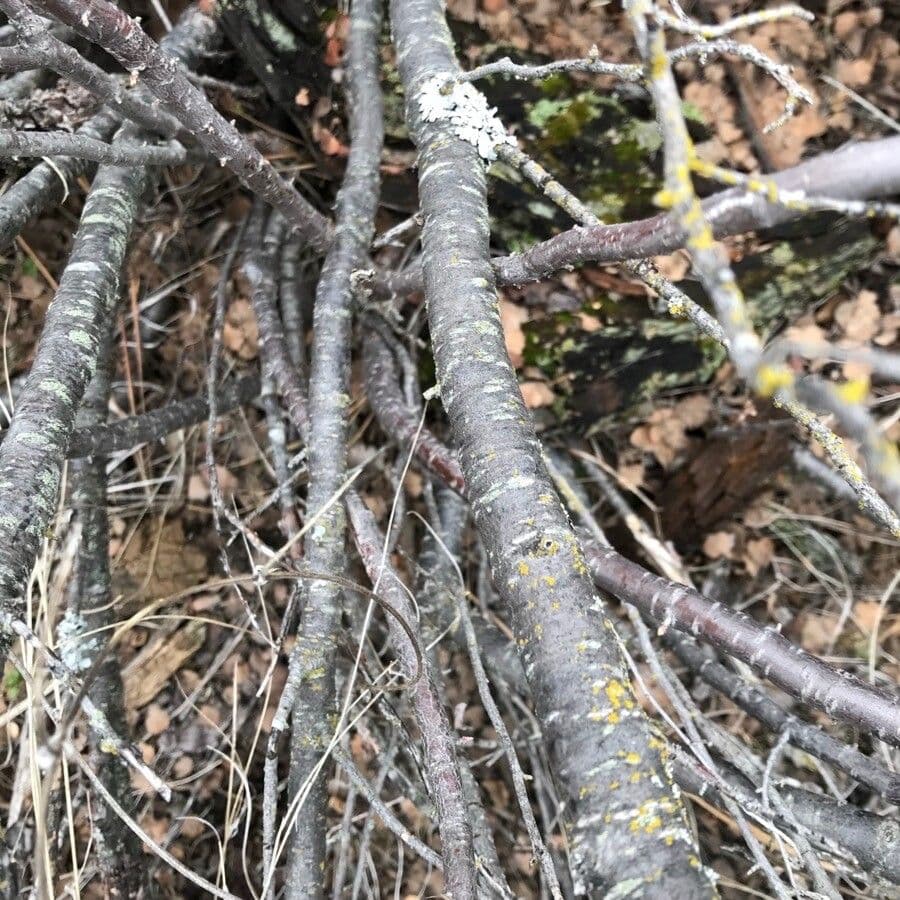 Ribes cereo 21