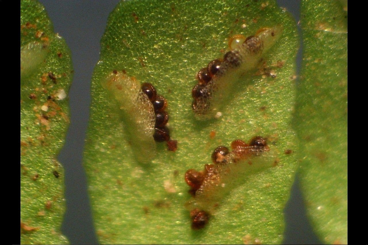 Erba rugginina 4
