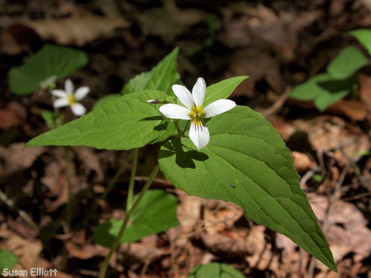 Viola del Canada 6