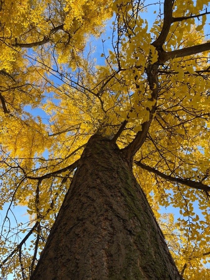Ginkgo 29