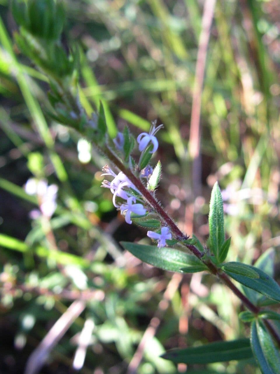 Otiophora 4