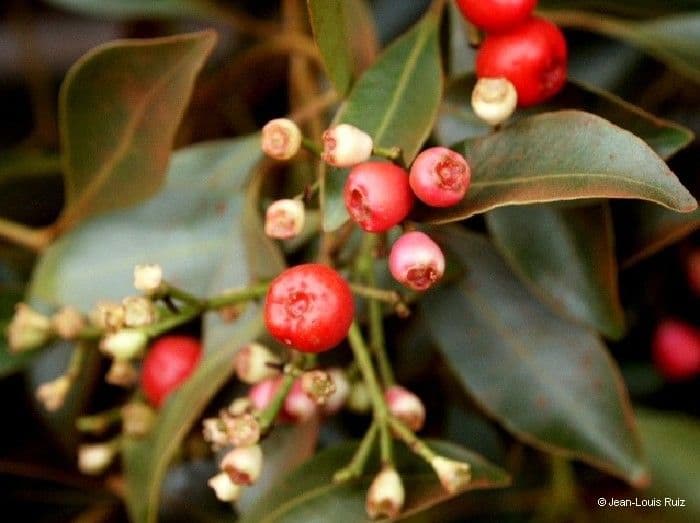 Syzygium