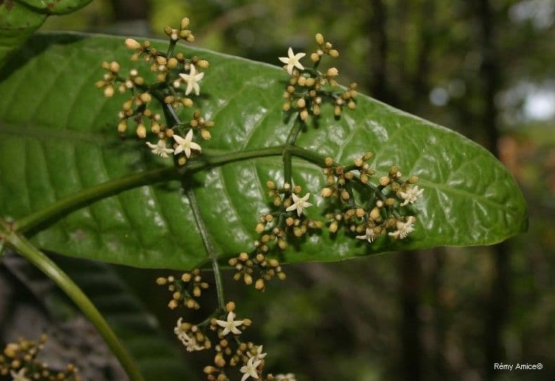 Psychotria 2