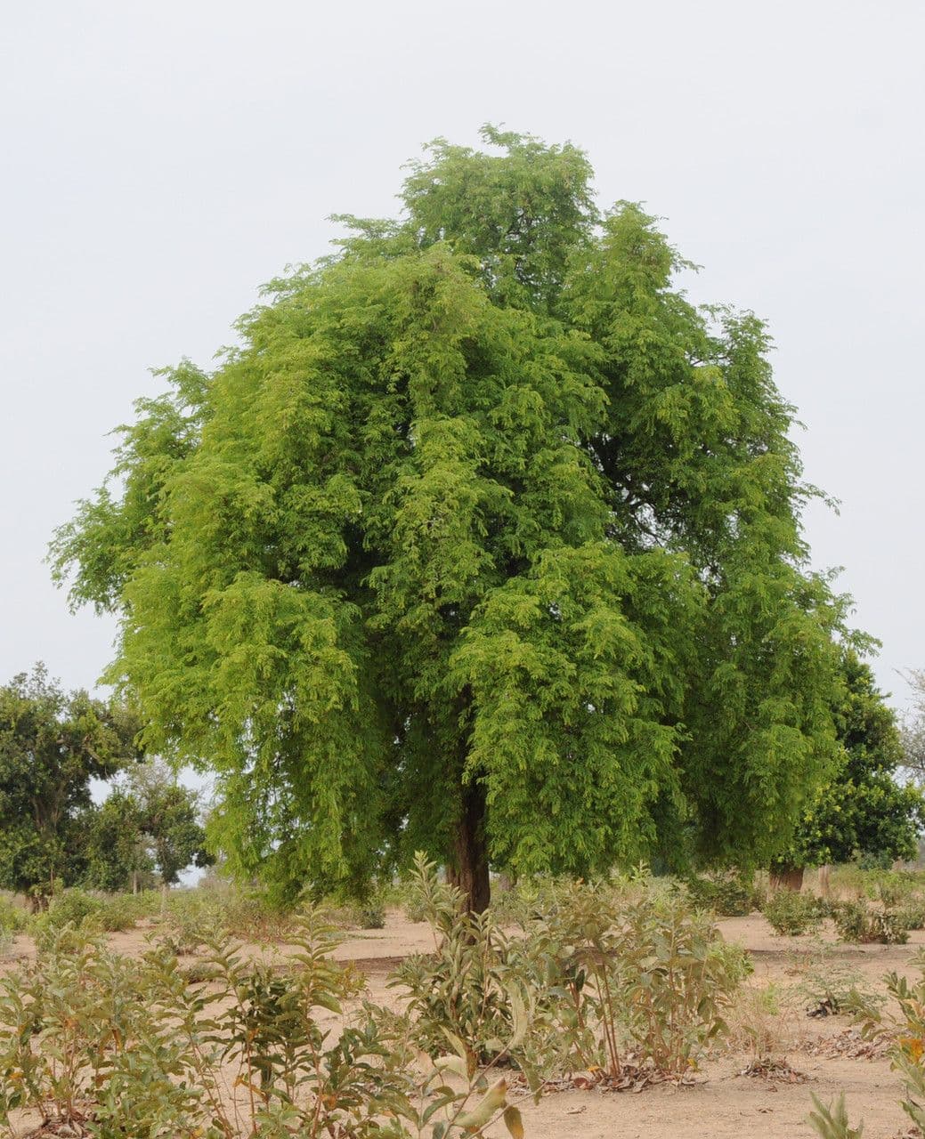 Tamarinde 12