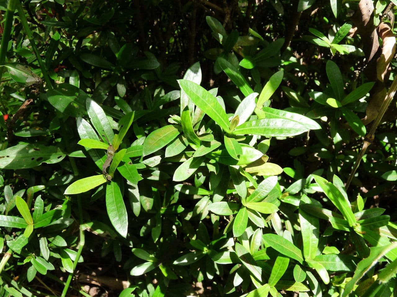 Ixora 29