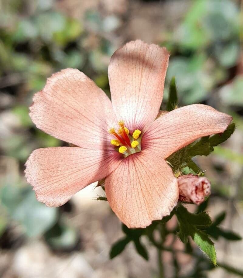 Turnera sidoides 5
