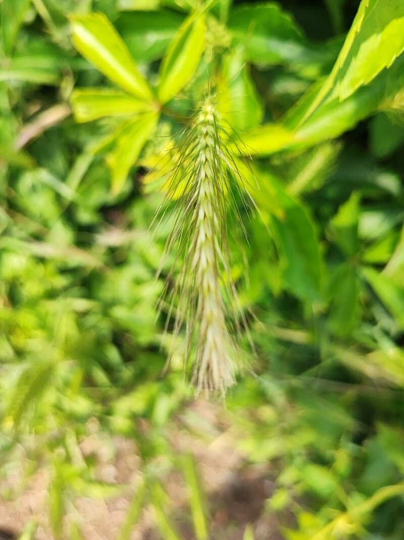 Elymus canadensis 8