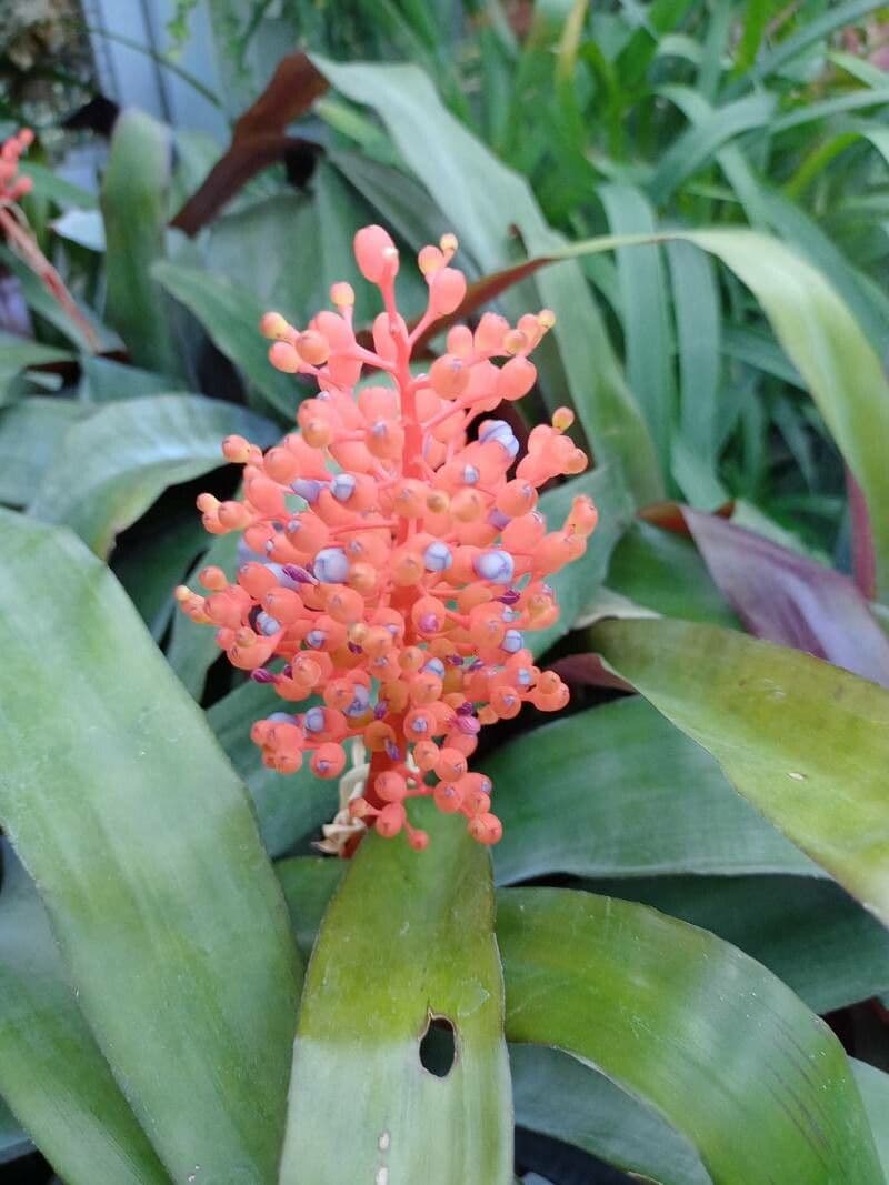 Aechmea 3