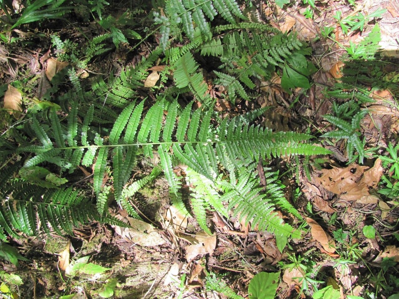 Polystichum platyphyllum