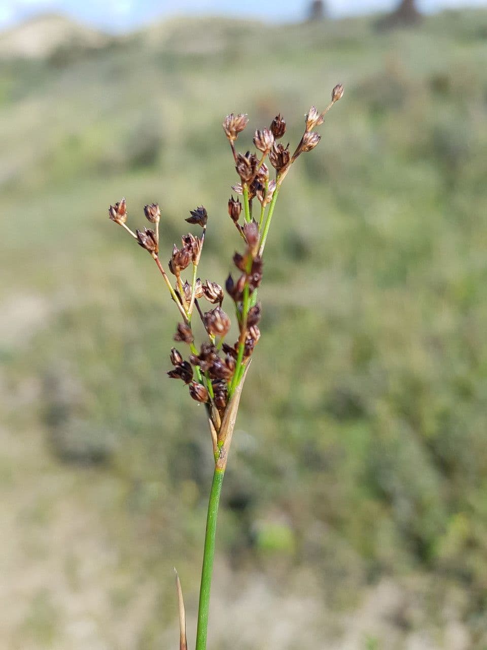 Juncus anceps