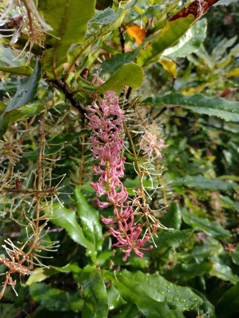 Noce di macadamia 4