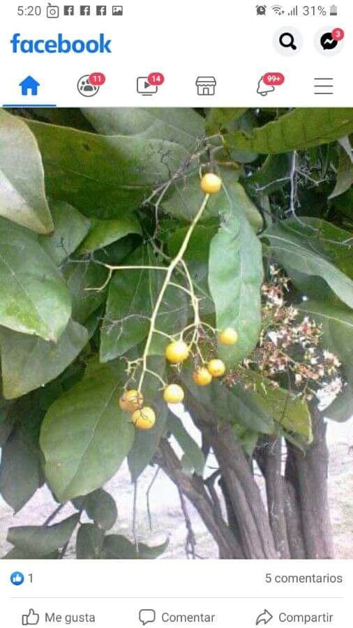 Ehretia 7