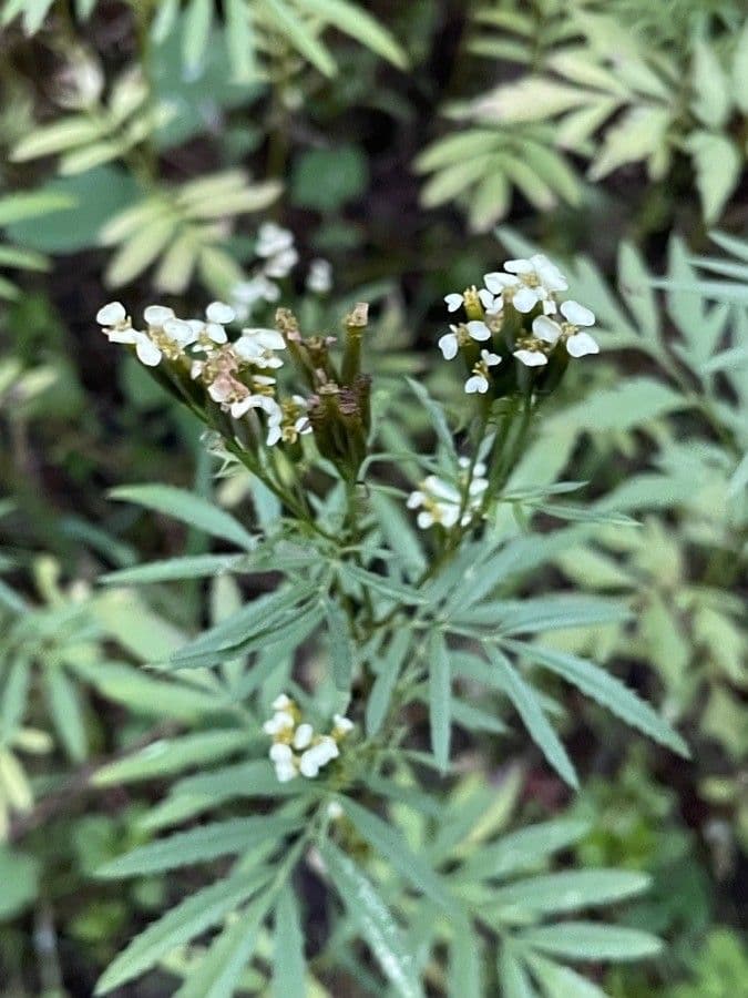 Tagetes minuta 9