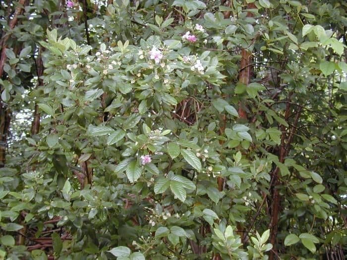 Mirto tomentoso 11