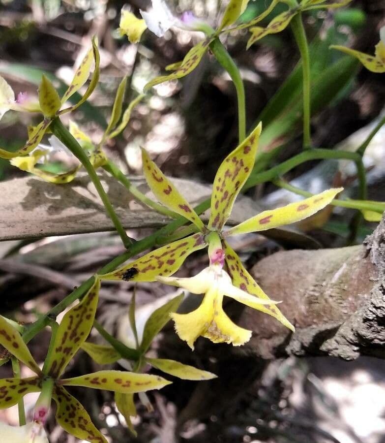 Epidendrum