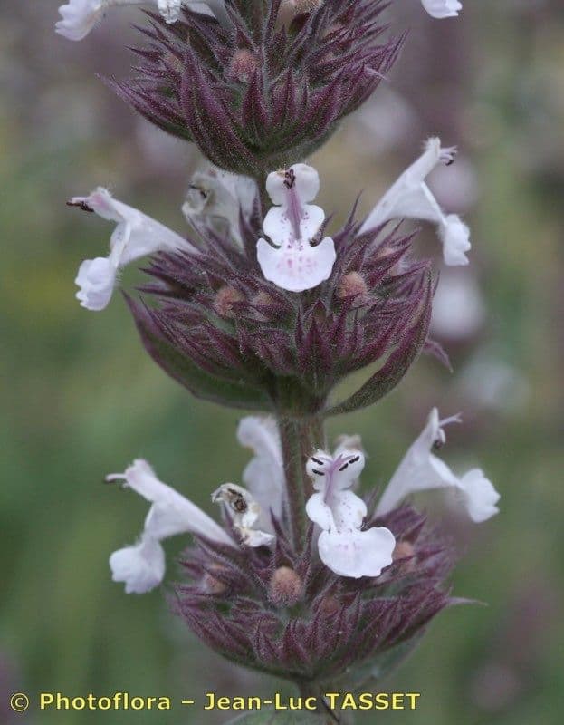 Menta gatuna 5