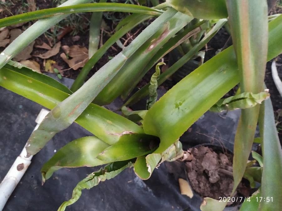 Aechmea 15