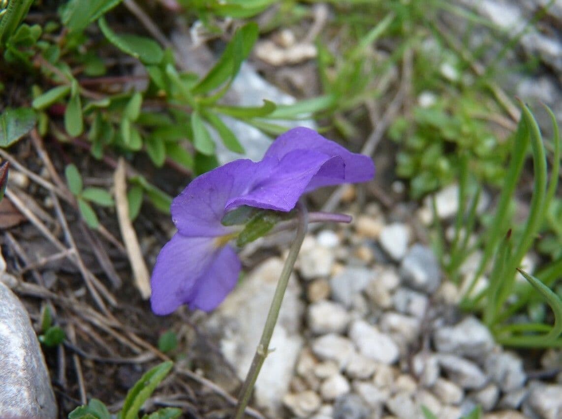 Viola con sperone 16