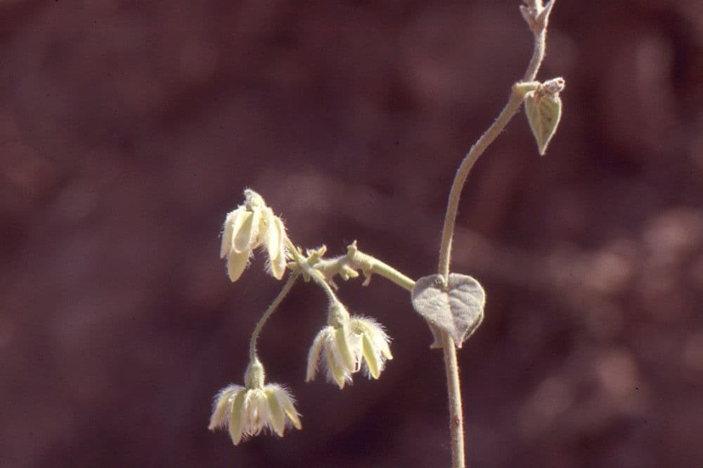 Pergularia tomentosa 10