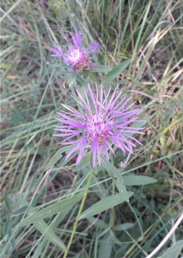 Chrpa černá 7