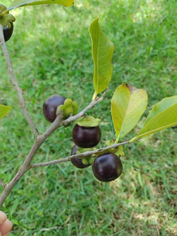 Diospyros