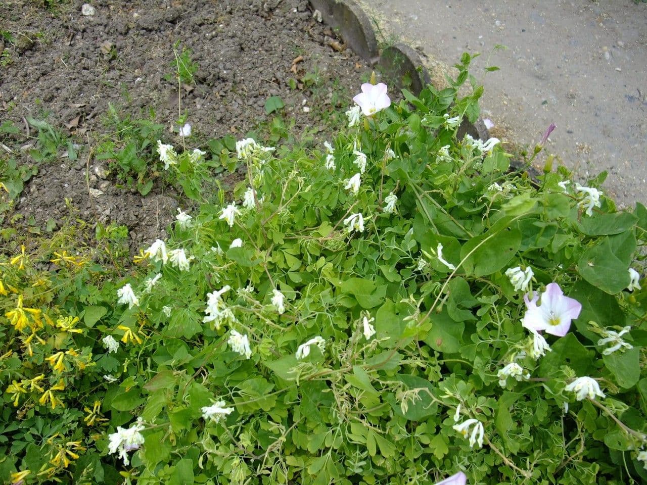 Corydalis blanca 11